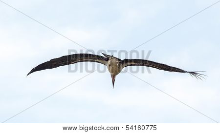 Marabou Stork In Flight
