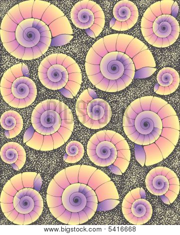 Cockleshells บนชายหาด