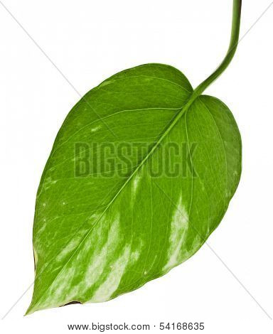One Single leaf plant epipremnum scindapsus close up isolated on white background