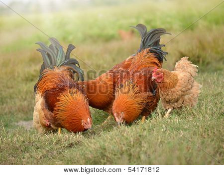 Rooster and Chickens. Free Range Cock and Hens 