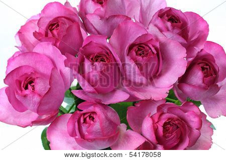 yves piaget rose isolated on white background