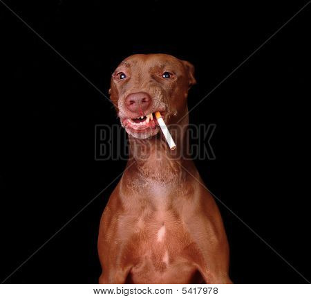 Bir Fan Sigara