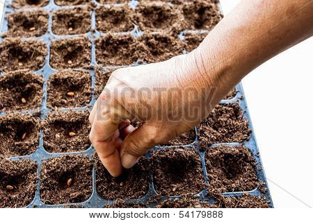 A Hand Sowing Watermelon Seed