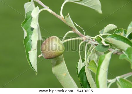 Apple Blossom