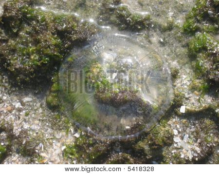 Translucent Jellyfish