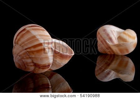 Snail Shell
