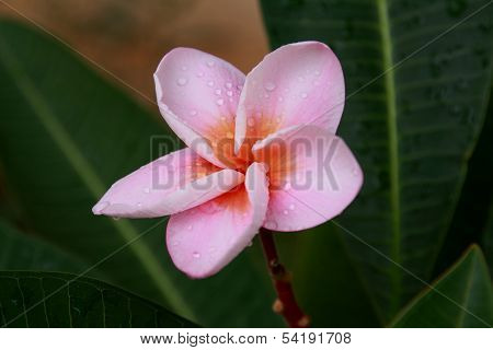 Plumeria