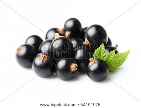 Blackcurrant with leaf