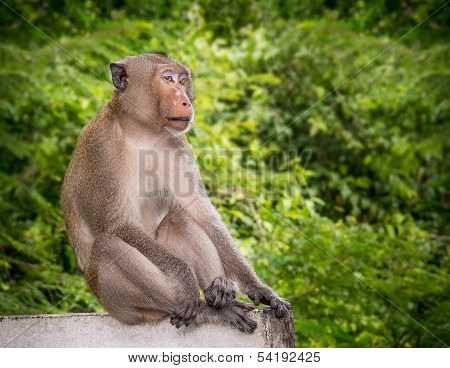 Macaque Monkey