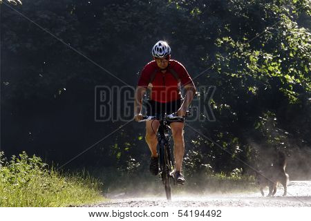 Biking In The Forest With Dog