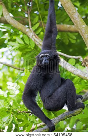 Siamang Gibbon