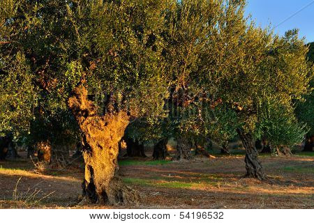 Olive Tree