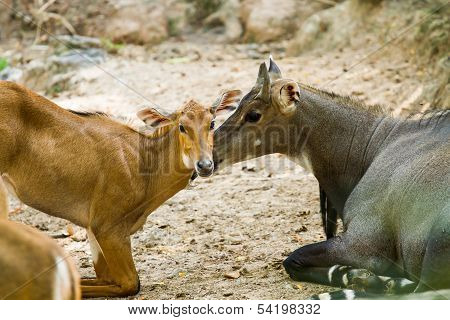 Nilgai In Chiangmai Zoo  Chiangmai Thailand
