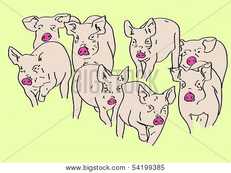 pigs