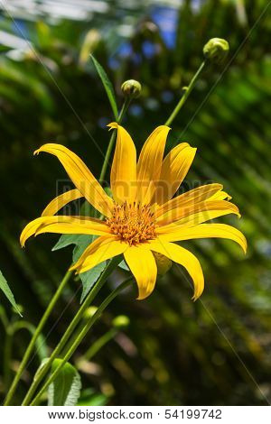 Maxican Sunflower Or Dok Buatong Blossom In Thailand