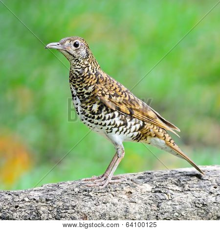 White Thrush