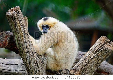White-cheeked Gibbon