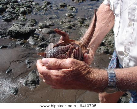 Armadillo
