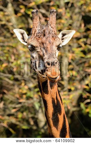 Giraffe - Giraffa Camelopardalis