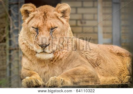 Lion - Panthera Leo