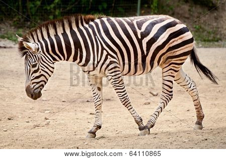 Zebra - Equus Quagga
