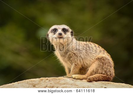 Suricate - Suricata Suricatta
