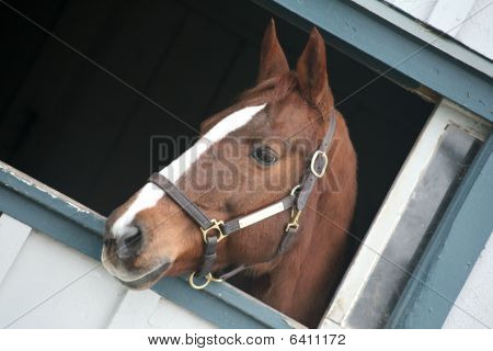 Nærbillede af en Throughbred hest