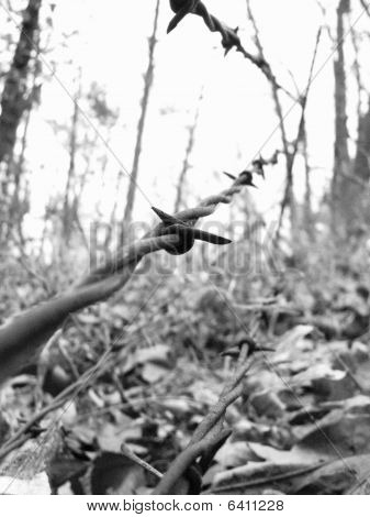 barbed wire in forest