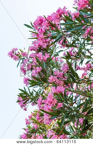 Pink Flowers In Kavros Village,crete,greece.