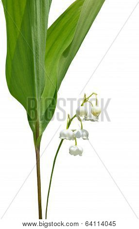 Flowers Of May Lily
