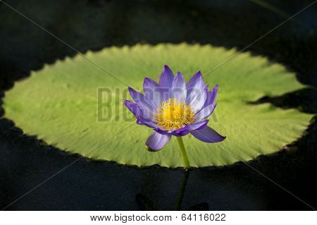 Purple Water Lily