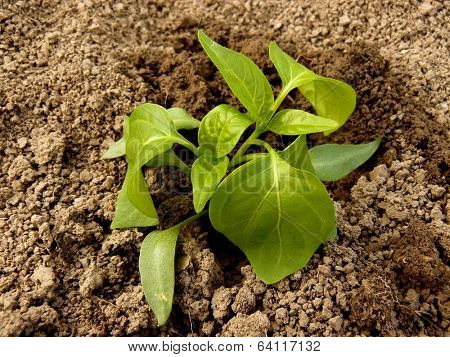 pepper seedlings just replanted into the ground