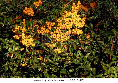 Rowan Yellow Fruit