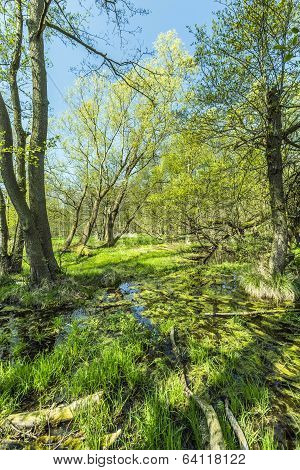 Romantic Forest In The Nature Park Gnitz