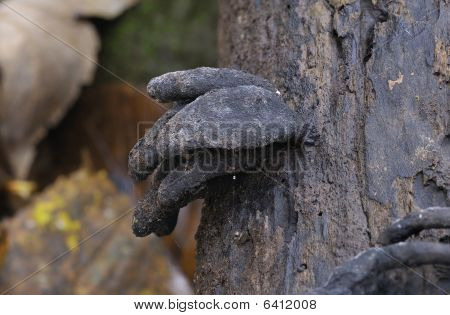 Död Mans fingrar nagelsvamp - Xylaria polymorpha