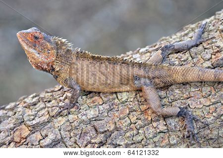 Chameleon camouflaged on tree