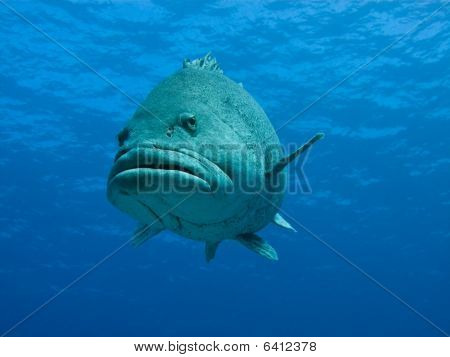 ทองเหลืองยักษ์ปลาเก๋า (epinephelus Tukula) รท Austral