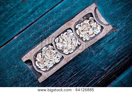 Money Cowry Shells