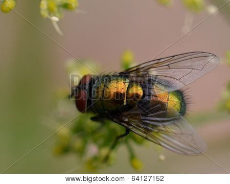 Colorful fly