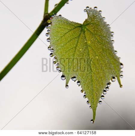 Dew drops on grape leaf