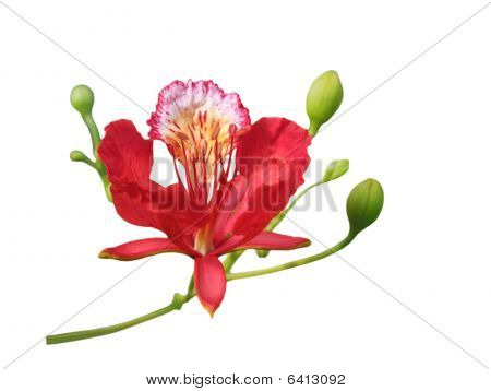 Delonix Regia Flamboyant