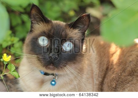 apple head Siamese cat in garden