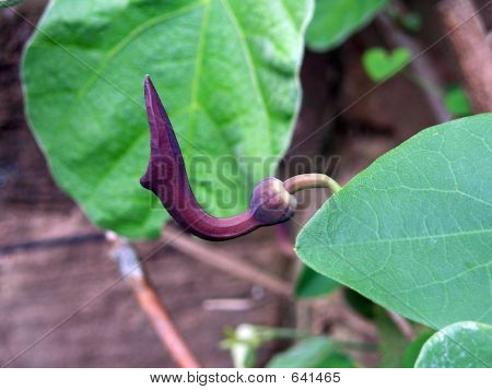 Desmodium Yunnanense