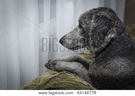 Keeping Watch - Watch Dog On Duty