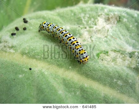 Mullein Moth larve