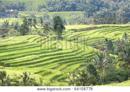 Bali Jatiluwih Rice Terraces Field