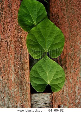 young green twigs way through a wooden fence