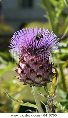 Bombo su fiore di cardo