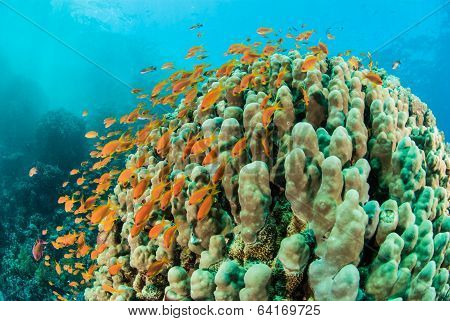 Beautiful colourful reef scene Red Sea Egypt