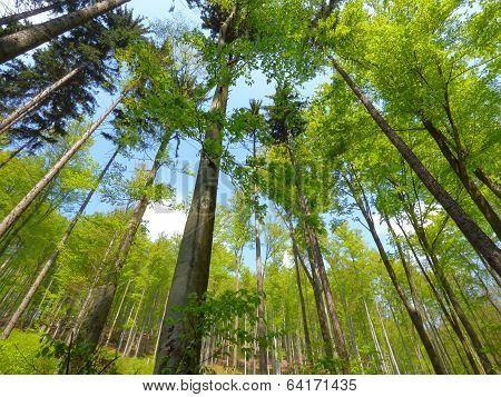 Trees In Forest